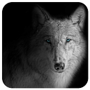 Wolf Wallpapers - Free Wolf Wallpapers Application APK