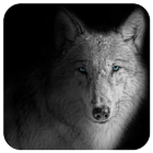 Wolf Wallpapers - Free Wolf Wallpapers Application 圖標