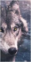 Wolf Wallpapers - Free Wolf Wallpapers Application 截圖 2