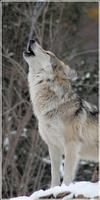 Wolf Wallpapers - Free Wolf Wallpapers Application 스크린샷 3