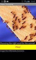 Guess The Animal-poster
