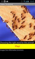 Guess The Animal poster