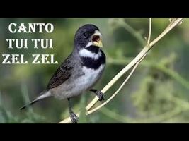 Canto Coleiro Tui Tui Zel Zel capture d'écran 2