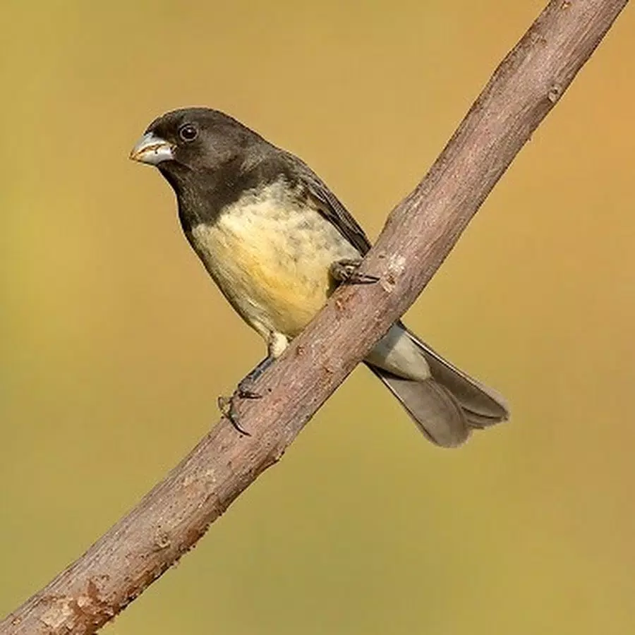 CANTO DO PAPA CAPIM TUI TUI PURO. O papa-capim, papa-capim-capuchinho