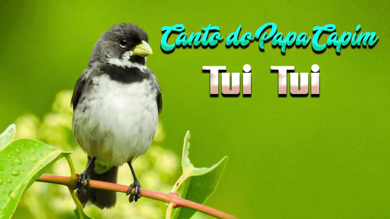 Descarga de APK de Canto Papa Capim Tui Tui Puro para Android