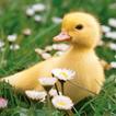Duck Sound icon
