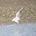 Costa da Morte Birding