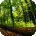 Fantasiereise - Ruhe im Wald