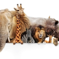 Animals