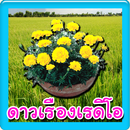 ดาวเรืองเรดิโอ ฟังวิทยุออนไลน์ APK