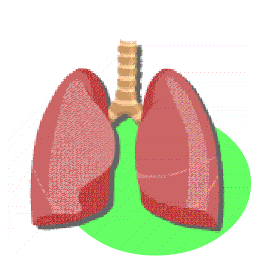 Sonidos Pulmonares