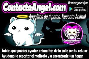 Angelitos de 4 Patas. Rescate  poster