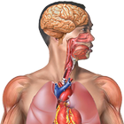 جسم الإنسان 图标