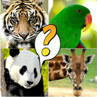 Animal Quiz ícone