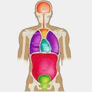 Human Anatomy Quiz APK