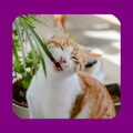 Katzen & Giftpflanzen App