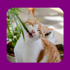 Katzen & Giftpflanzen App icon
