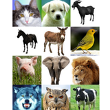 Sonidos de animales biểu tượng