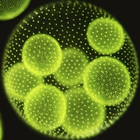 Useful Algae & their Applicati icono