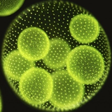 Useful Algae & their Applicati icône
