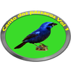 Canto dos pássaros Volume 1 APK