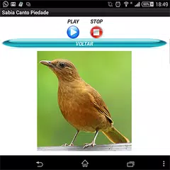 Canto do sabiá LITE APK download