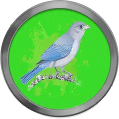 Cantos de sanhaco APK download