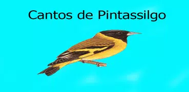 Cantos de Pintassilgo LITE 2