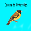 ”Cantos de Pintassilgo LITE 2