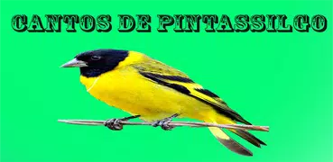 Cantos de Pintassilgo