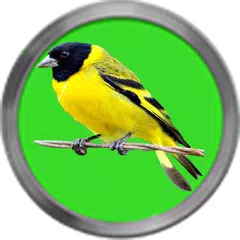 Cantos de Pintassilgo APK download