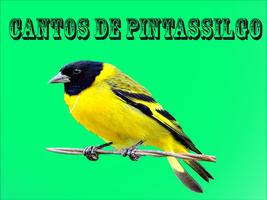 پوستر Cantos de Pintassilgo