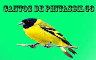 برنامه‌نما Cantos de Pintassilgo عکس از صفحه
