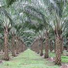 Oil Palm Land Valuation Calc 图标