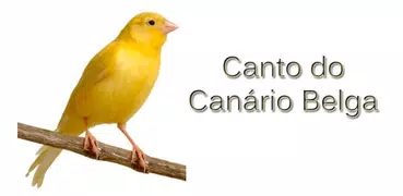 Canto de Canário Belga