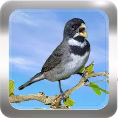Baixar Canto de Coleiro APK