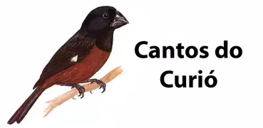 Cantos do Curió