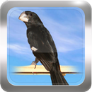 Cantos de Bicudo APK