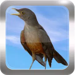 download Canto de Sabiá APK