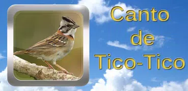 Canto do Tico-Tico