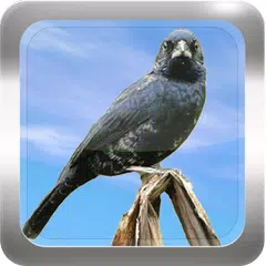 download Canto de Tiziu APK