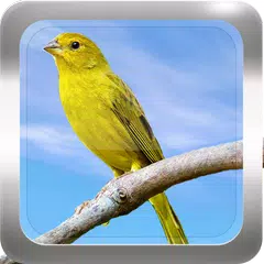 download Canto de Canário da Terra APK