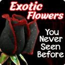 Exotic Flowers Images: Latest and NEW APK