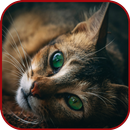 Unique Animal Videos APK