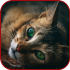 Unique Animal Videos иконка