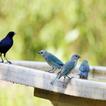Bird Chirping Sound