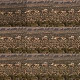 Brown Noise آئیکن