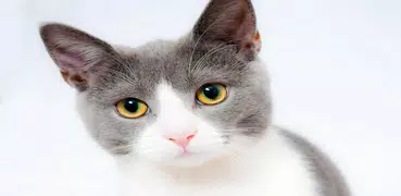 Cat Whistle