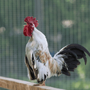 Rooster Crowing Sounds aplikacja