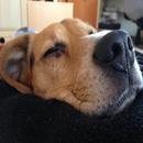 Dog Sleep Music APK